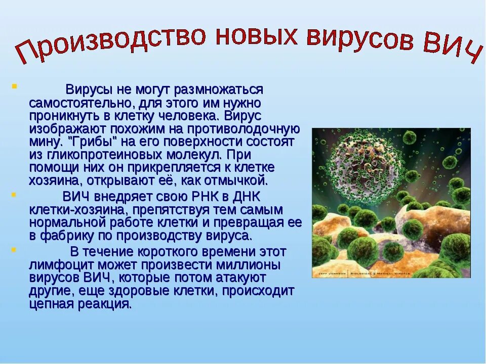 Вирусы способны размножаться только в живых клетках. Размножение вирусов происходит. Клетка вируса. Вирусы способны размножаться.