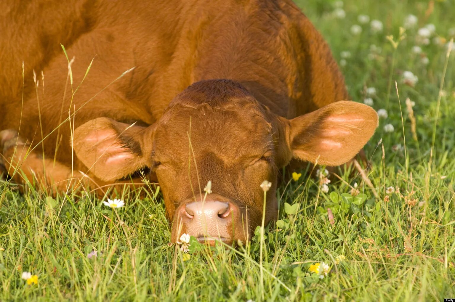 Сон коровка. Корова лежит. Лежачая корова.