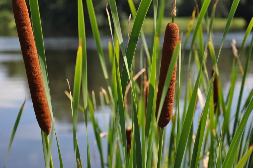 У меня камыш. Рогоз узколистный (typha angustifolia). рогоз широколистный (typha latifolia). рогоз cattail. камыш и рогоз.
