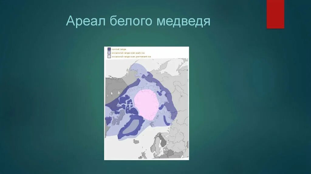 Ареал обитания белых медведей. Ареал обитания белых медведей в России. Ареал распространения белого медведя. Ареал обитания белого медведя на карте. Как можно объяснить ареал обитания белого медведя