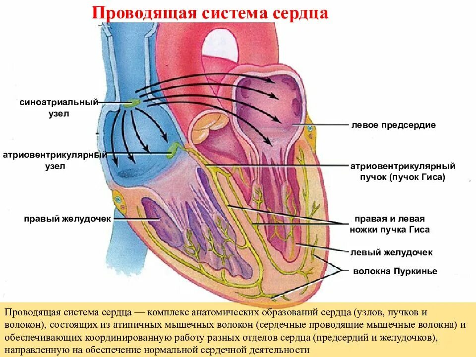 Сердечная строение и функции. Анатомия и физиология сердечно-сосудистой системы. Сердечно сосудистая система физиология сердце. Строение сердечной системы. Сердечно сосудистая система строение сердца.