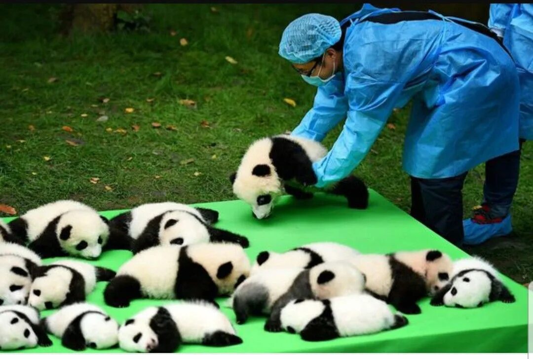 Панда собирает в круг. Исследователь панд. Профессия с пандами. Исследователь панд профессия. Волонтер панды.