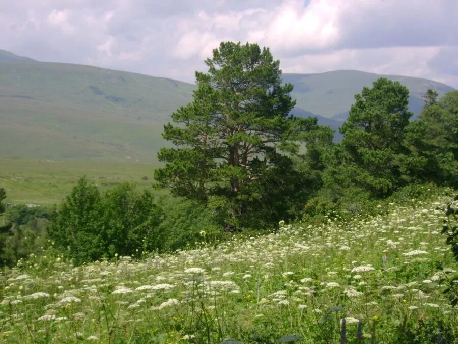 Краснодарский край кемеровская область. Прикубанская низменность. Равнины Краснодарского края. Лагонаки в августе. Лесная Поляна Лагонаки.