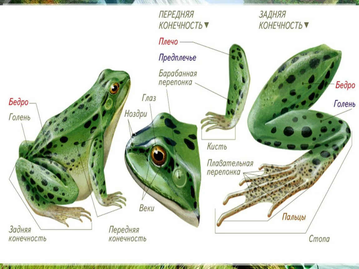 Амфибии лягушки строение. Класс земноводные строение лягушки. Строение лягушачьих лап. Внешнее строение земноводных 7 класс биология лягушка. Тело земноводных состоит из
