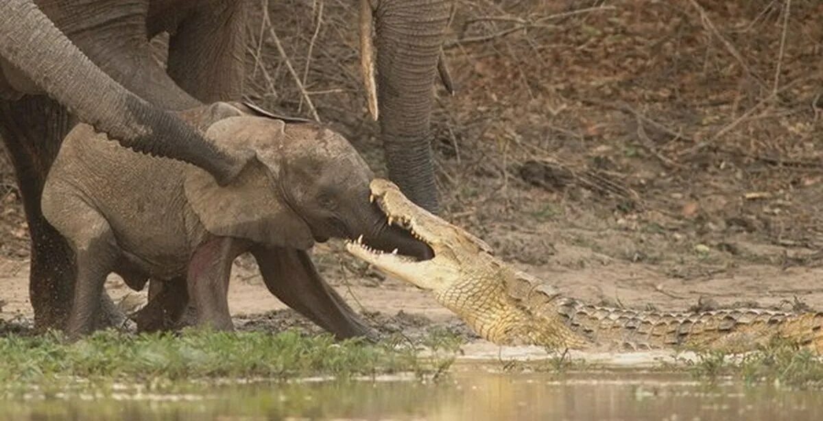 Слоны и бегемоты. Крокодил слон. Слон затоптал крокодила. Крокодил тянет слона за хобот. Бегемот гиппопотам слон носорог и крокодил.