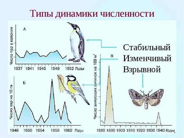 Типы динамики численности. Изменчивый Тип динамики популяции. Динамика численности популяции. Биология 9 класс динамика численности популяции. Изменение численности особей популяции называют