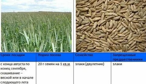 Когда сеять озимую рожь осенью