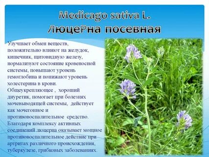 Люцерна описание