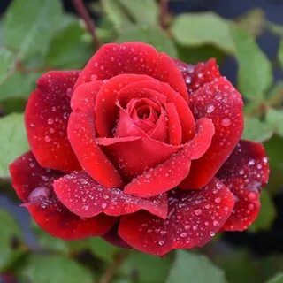 Don rose