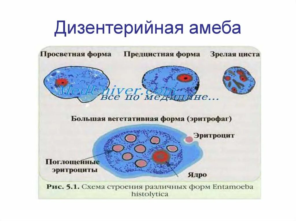 Большая вегетативная форма дизентерийной амёбы. Мелкая вегетативная форма entamoeba histolytica. Тканевая и просветная форма дизентерийной амебы. Просветные и тканевые формы амебы. Дизентерийная амеба препарат.