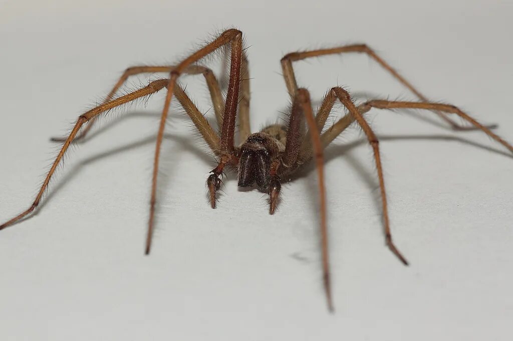 паук долгоножка pholcus phalangioides. паук сенокосец с длинными лапами. паук с длинными ногами. паук сенокосец. жгутоногий паук фрин.