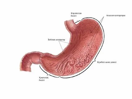 Әйелдердің каммингінің видеосы