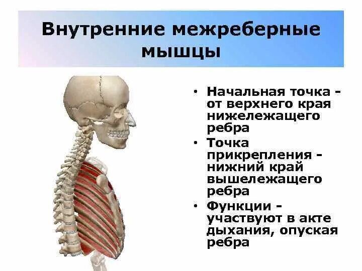 Межреберные мышцы. Внутренние межреберные мышцы. Наружные межреберные мышцы. Самые внутренние межреберные мышцы.