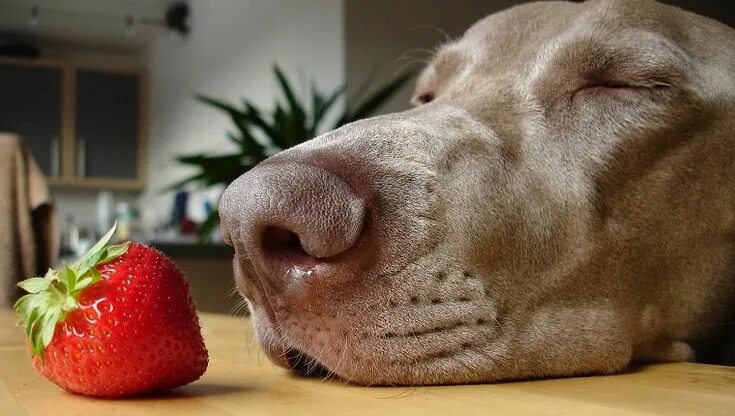 Собака с яблоком во рту мем тт What Foods You Should Never Feed Your Dog Forkly