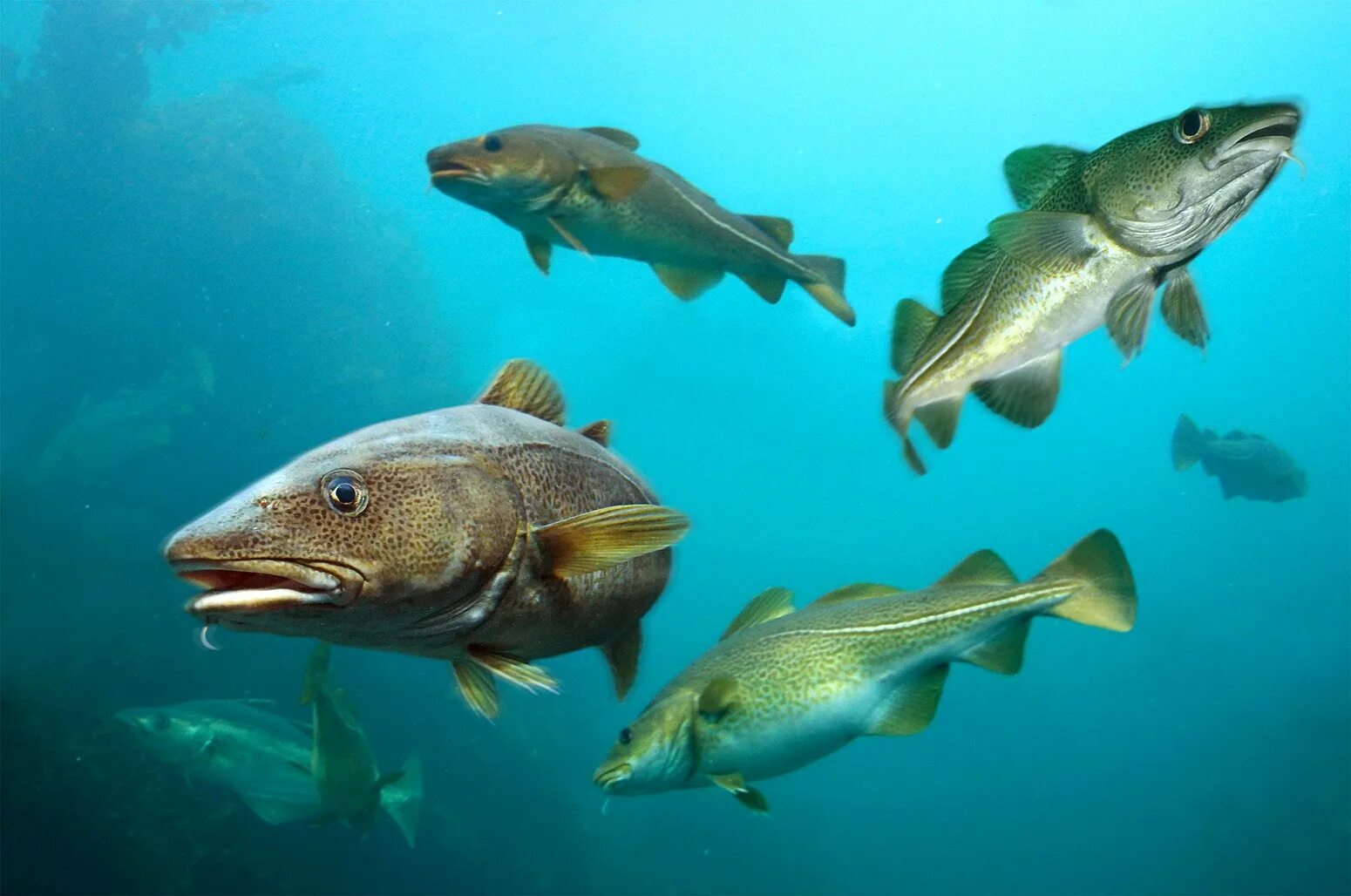 Рыба морская тресковые пикша. Cod треска. Атлантическая треска. Атлантическая треска тресковые. Рыбы северной америки.