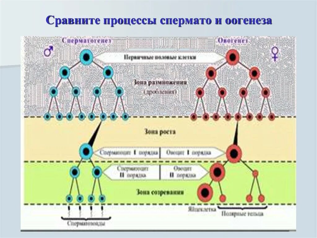 Генетический материал и тип половых клеток. Процесс гаметогенеза схема. зона роста сперматогенез. сравните сперматогенез и оогенез. гаметогенез генетический материал.