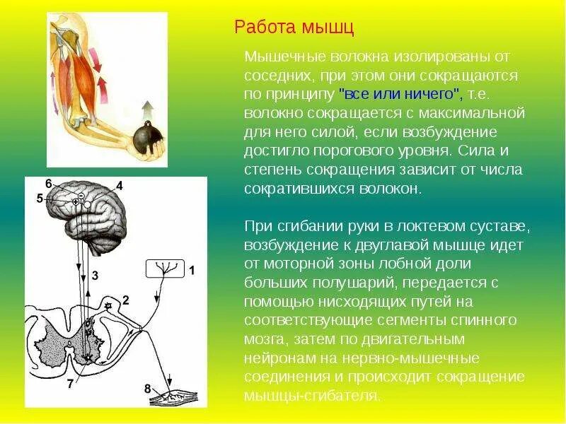 Принцип работы мышц. Рычаги двигательного аппарата анатомия. Строение сарколеммы мышечного волокна скелетной мышечной ткани. Регуляция работы мышц антагонистов кратко. Строение мышц человека мышечное волокно.