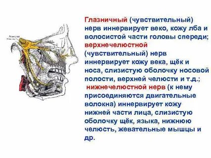 Полость нерв