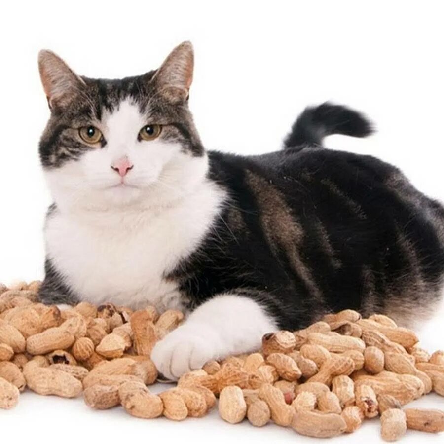 Кот и орехи. Кот арахис. Орешки кот. Кошка с орехами. Можно ли кошечек