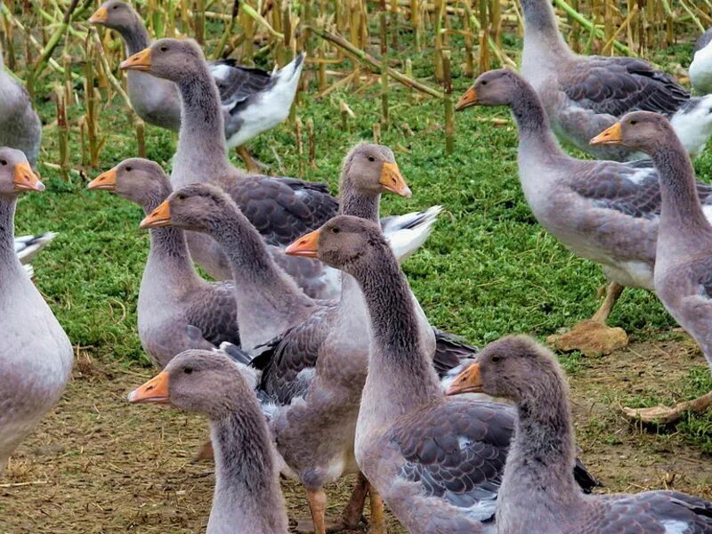 Сколько живут гуси домашние. Гуси домашние. гусиная ферма. сельскохозяйственные птицы. животноводство гуси.