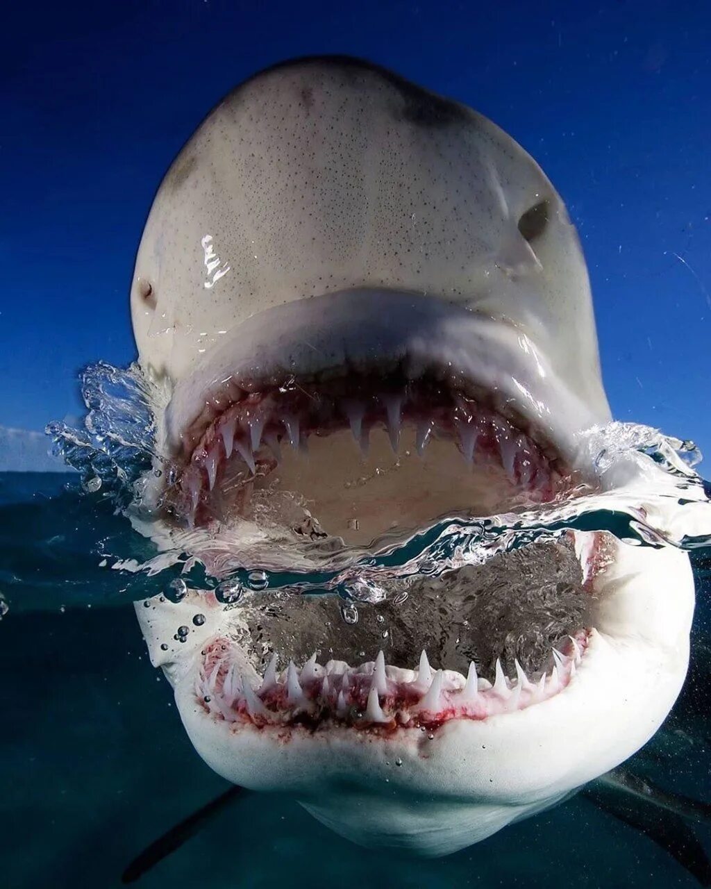 Большеротая акула зубы. Улыбка акулы мако. Акул ч. Carcharodon megalodon в марианской впадине. Акул ч.