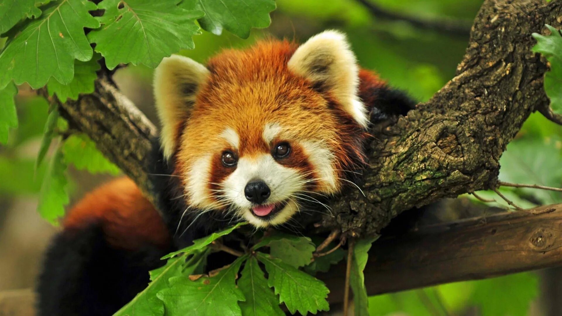 Animal картинки. Енотовидная Панда. Красная енотовидная Панда. Красивые животные. Природа и животные.