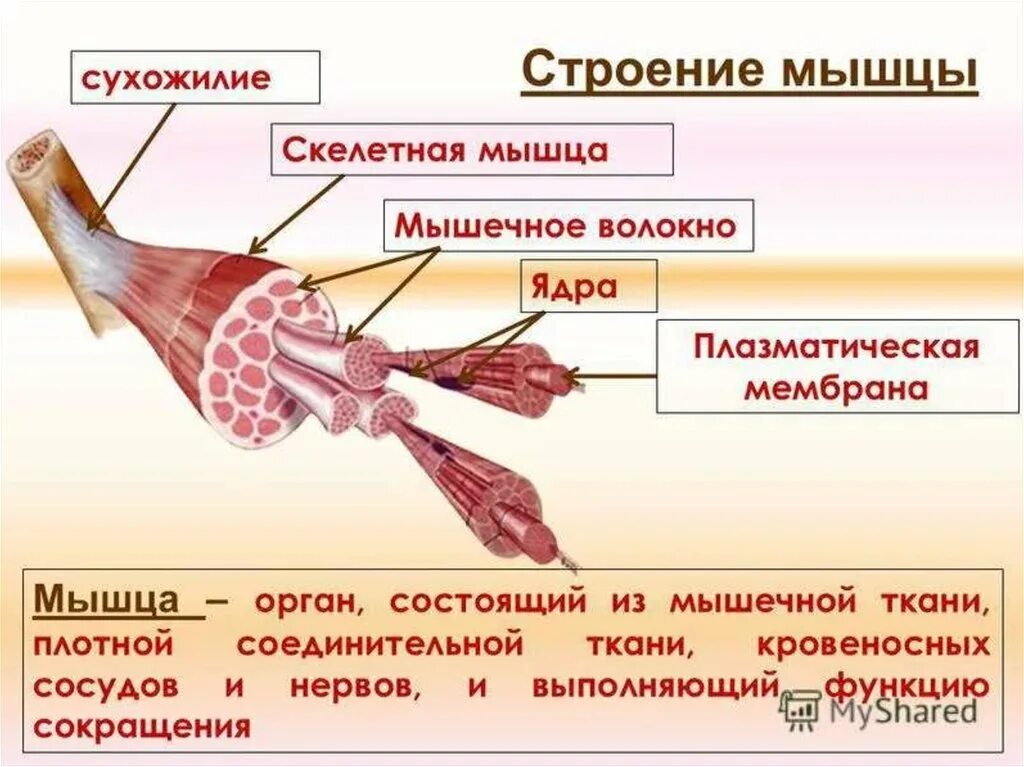 Строение скелетной мышцы. Структура ткани скелетной мышцы. Строение скелетной мускулатуры схема. Основные части скелетной мышцы. Структура и функция мышц