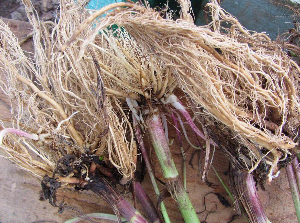 Валериана лекарственное растительное сырье. Корневища валерианы- radicibus valerianae. Валериана лекарственная сырье. Валериана лекарственная лрс. Валериан корни и корневища.