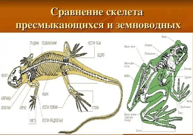 У млекопитающих в отличие от пресмыкающихся конечности