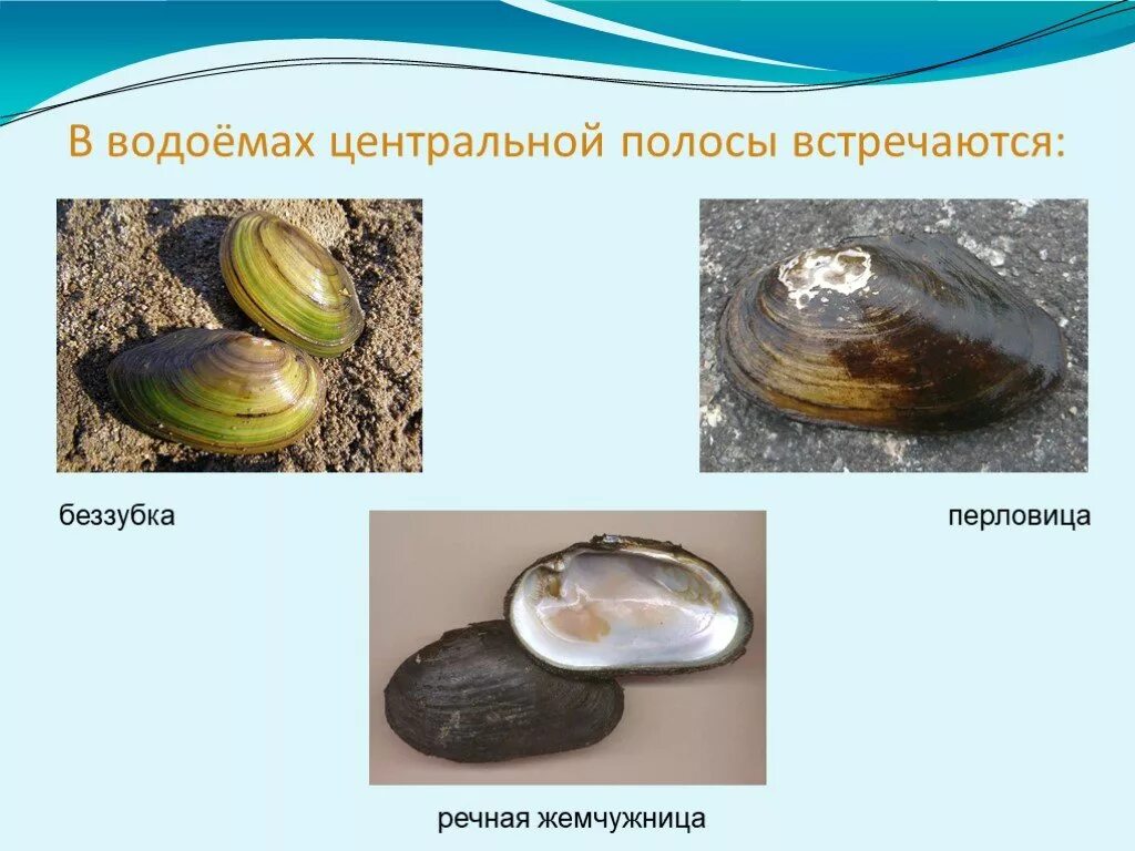 Определите тип развития животных мидия черноморская