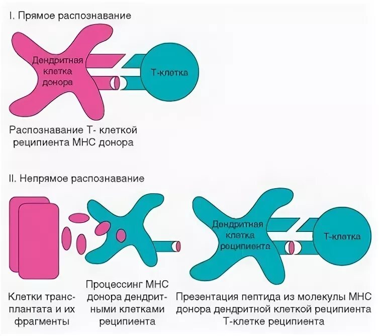 Молекулы доноры. Прямое и Непрямое распознавание антигенов. Схема трансплантационного иммунитета. Прямое распознавание. Трансплантация иммунология.