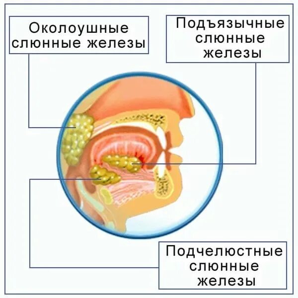 Железы выделяющие слюну. Строение ротовой полости слюнные железы. Пищеварение в полости рта схема. Пищеварение в ротовой полости рисунок. Пищеварение в ротовой полости слюнные железы.