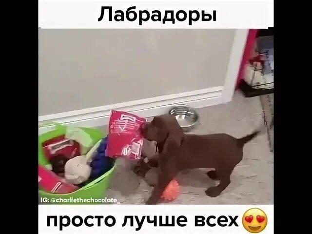 Добрый лабр чат. Лабрадор много пердит?. лабра это хороший бренд.