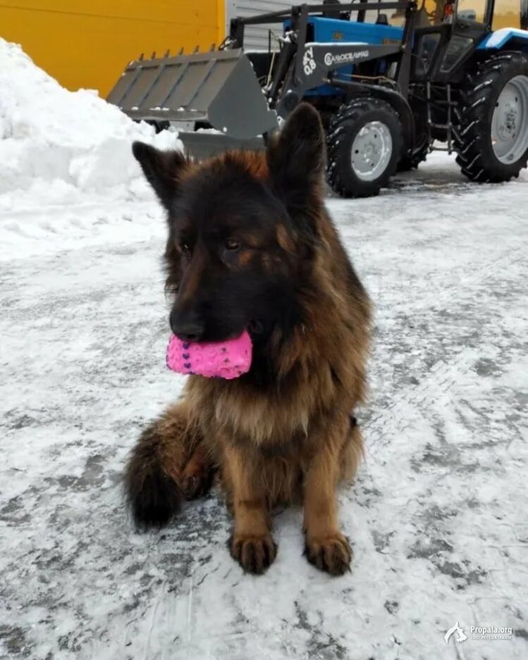 Собака долгопрудный. Собака долгопрудный. Собака долгопрудный. Поиск животных долгопрудный. Помесь чёрного ичепрачного немецких овчарок.