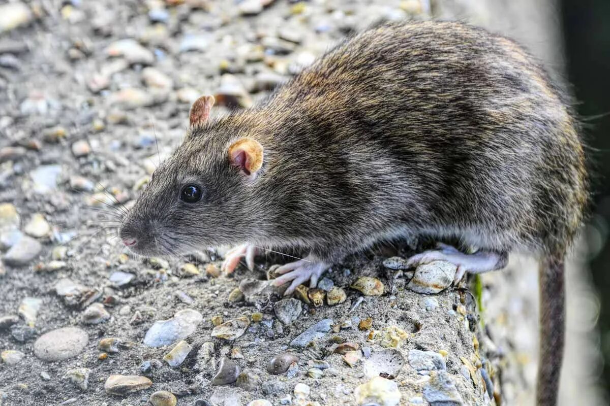 Крыса Пасюк. Серая крыса Rattus norvegicus. Серая крыса (Rattus norvegicus berkenhout, 1769). Rattus Rattus чёрная крыса. Мышь коре