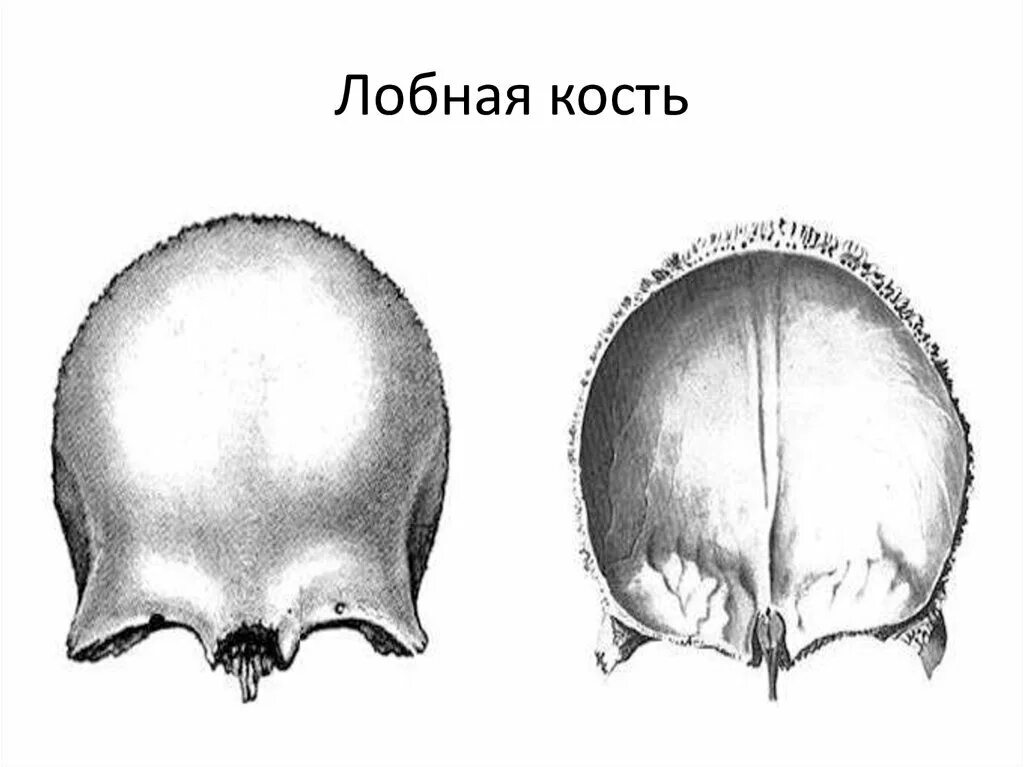 Лобная кость черепа строение. Лобная кость черепа анатомия человека. Строение лобной кости черепа человека анатомия. Лобная кость спереди анатомия.