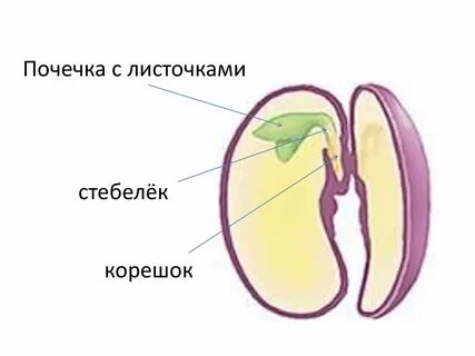 Что входит в состав зародыша фасоли