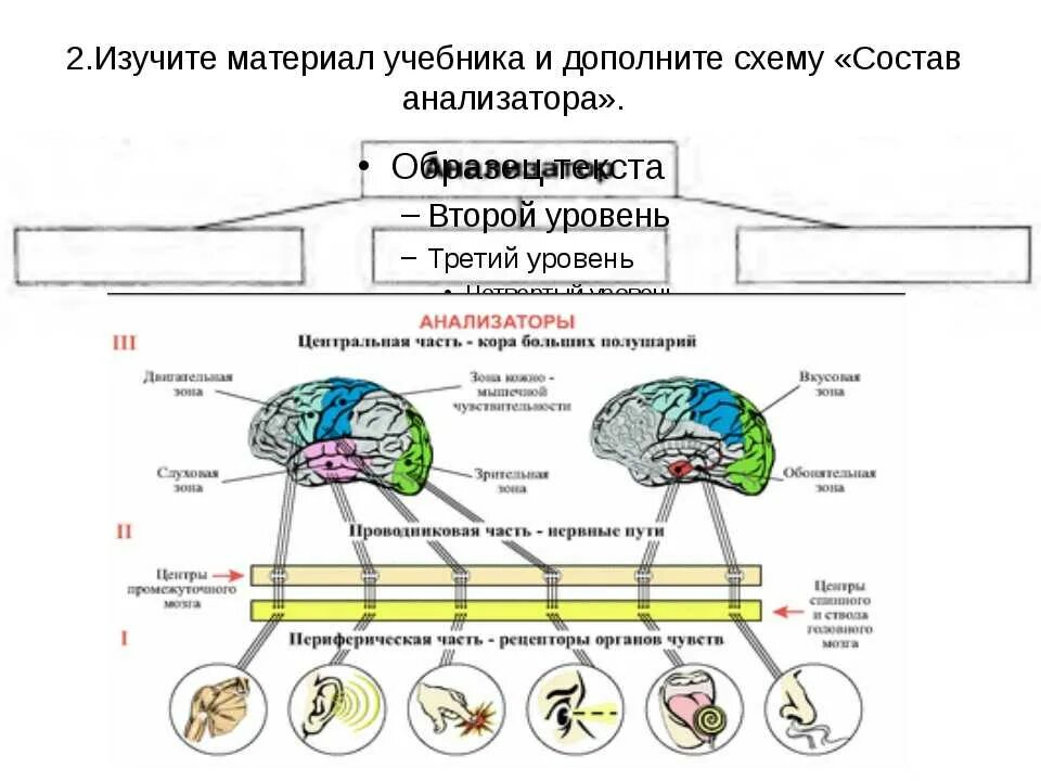 Схема строения анализатора биология. Схема действия анализатора. Анализаторы человека схема. Общая схема строения анализаторов.