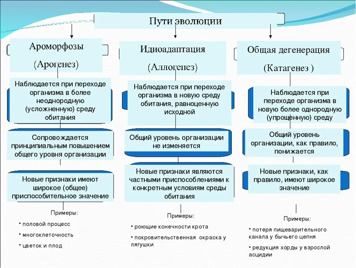 Ароморфоз адаптация. Пути эволюции таблица биология ЕГЭ. Пути эволюции схема биология. Таблица основные направления эволюции ароморфоз идиоадаптация. Главные пути эволюции ароморфоз идиоадаптация дегенерация таблица.