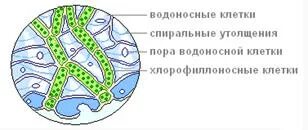 Есть водоносные клетки