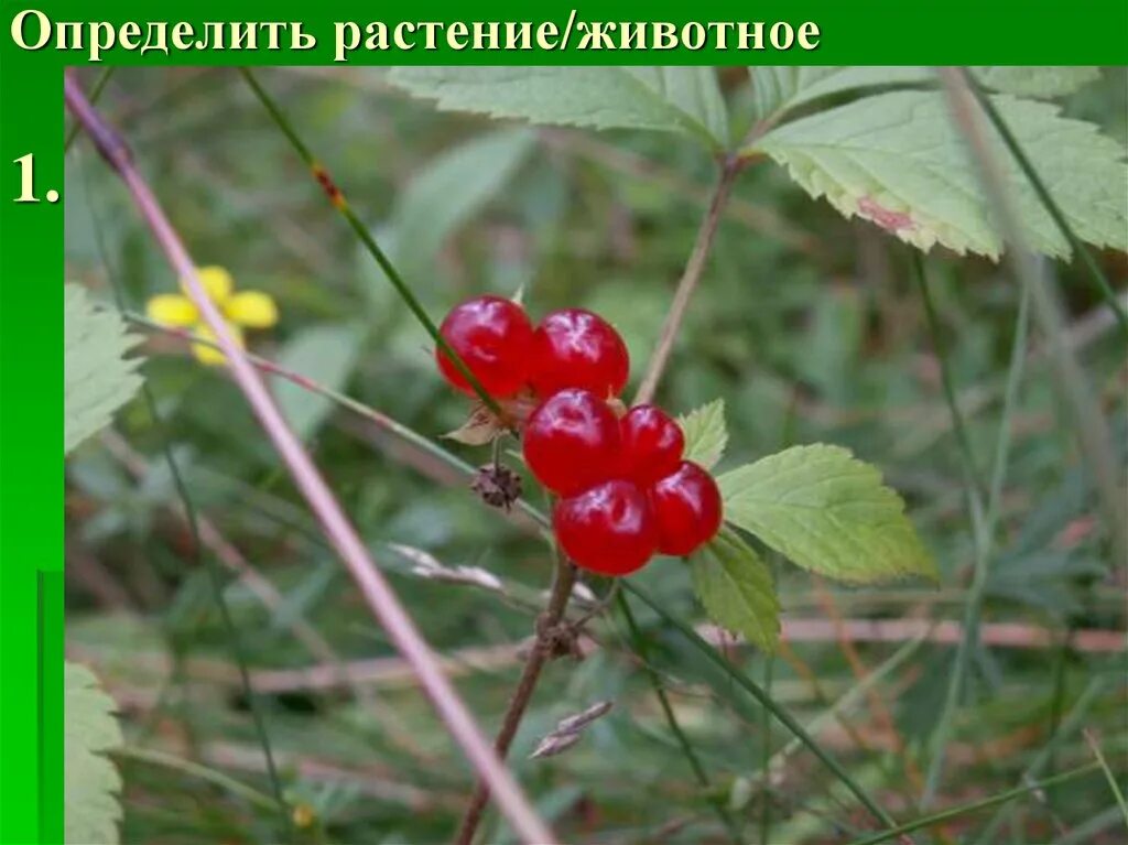 Узнать о растениях и животных