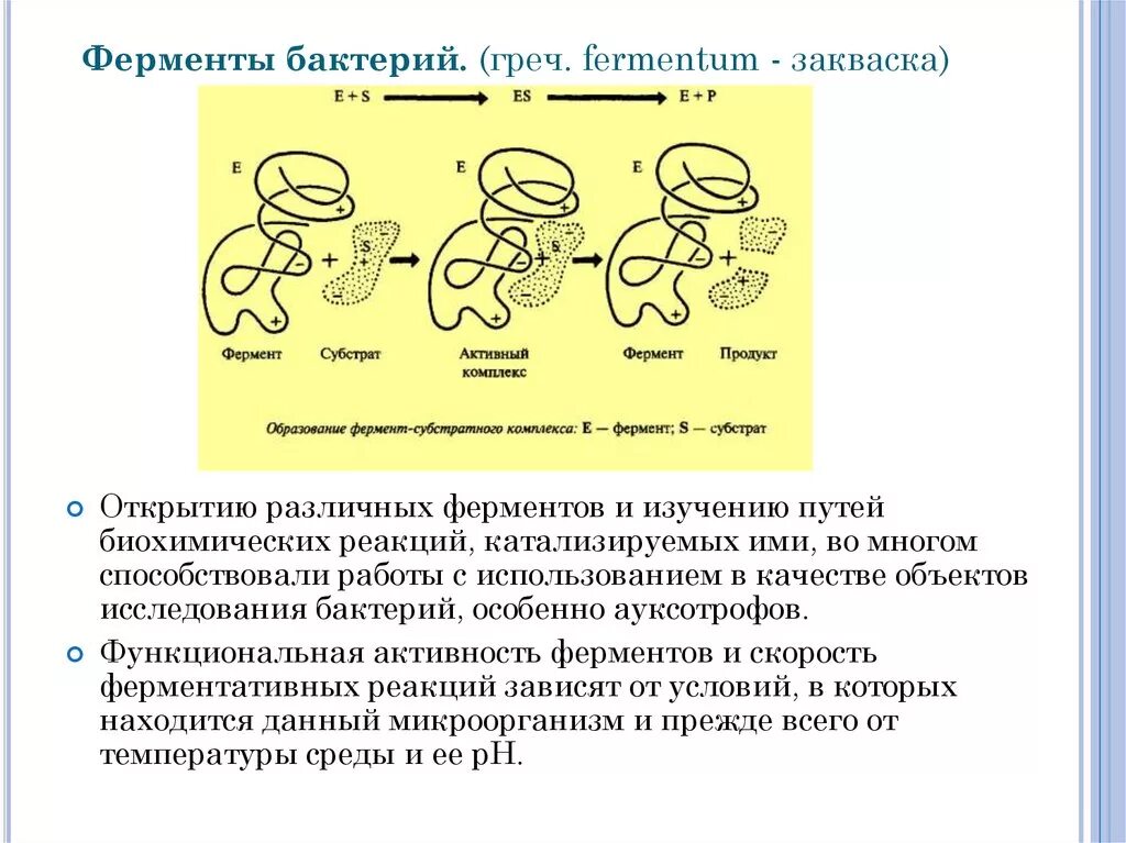 Классификация ферментов бактерий микробиология. Ферменты бактерий микробиология. Свойства ферментов микроорганизмов. Ферментативные процессы у бактерий. Ферментативная активность микроорганизмов