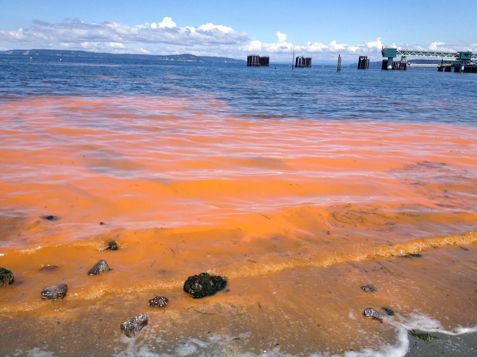 Цветение вод и красные приливы. Планктонные водоросли красного моря. Водоросли красный прилив. Красный прилив водоросли. Красный прилив водоросли.