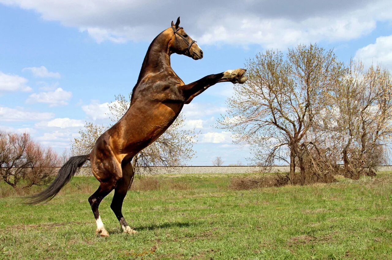 The Arabian Horse Wallpapers Horses, Horse wallpaper, Beautiful horses