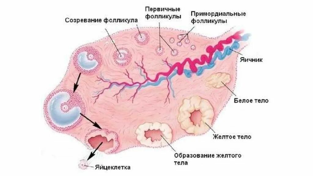 Фолликула стимулирующий. Стадии созревания яйцеклетки. Яичниковый цикл схема. Фазы цикла яичника. Фолликул.