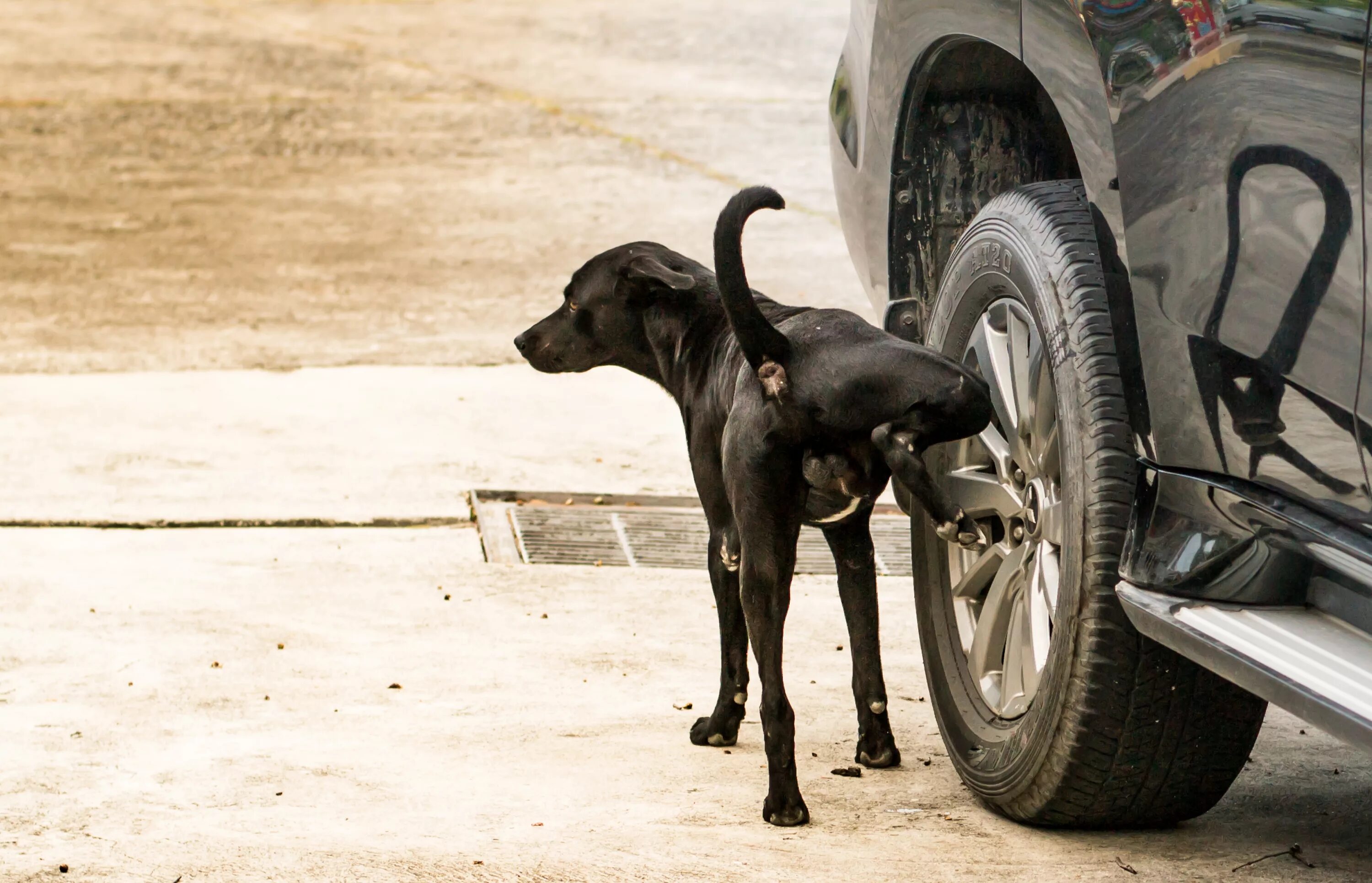 Dog piss. Собака метит. Собака писает. Кобель метит. Собака ссыт на колесо машины.