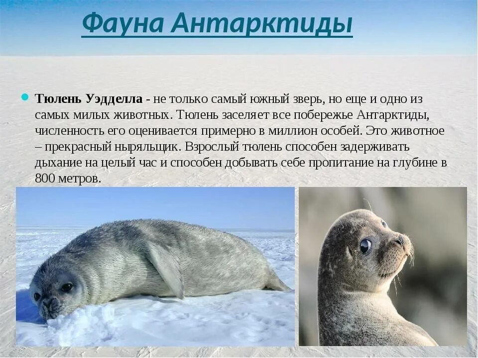Интересные факты о тюленях. Тюлень Уэдделла в Антарктиде. Информация о животных Антарктиды. Тюлени Антарктиды.