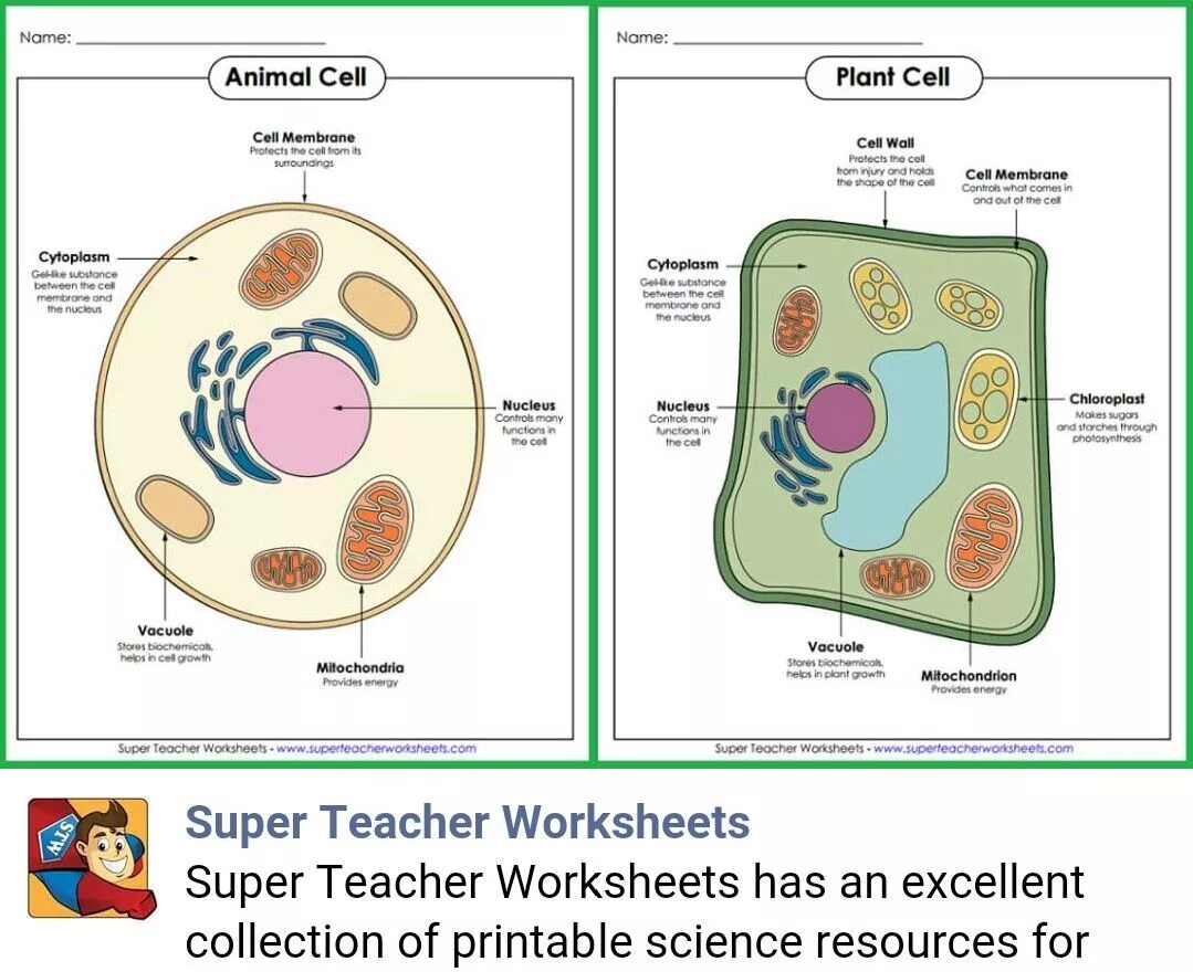 Animal Cell v s Plant Cell. Cells Worksheets. Worksheets растительная клетка. Plant Cell Worksheet. Worksheets cells