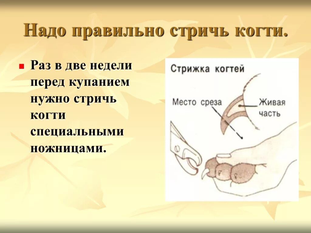 Остричь как пишется. Ножницами специальными когти подстричь правильно. Памятка о стрижке когтей. Как правильно стричь когти кошке. Как правильно пишется постричь или подстричь.