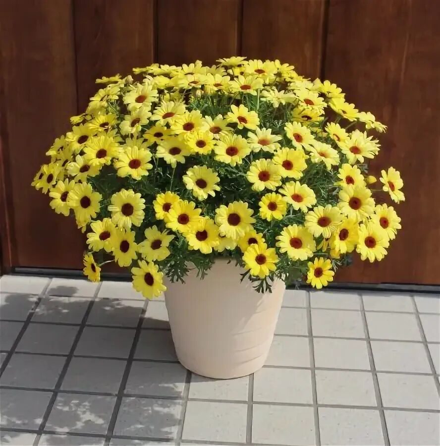 Аргирантемум Argyranthemum купить в Питомнике Вашутино